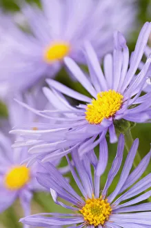 daisy, michaelmas daisy , aster x frikartii monch daisy, michaelmas daisy , aster x frikartii monch