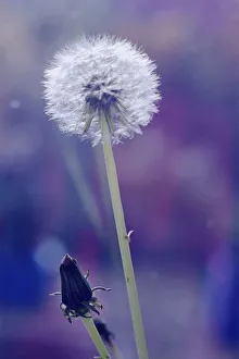 Frost Hardy Flowers Prints: Dandelion and Bud