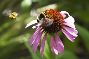 Echinacea Echinacea