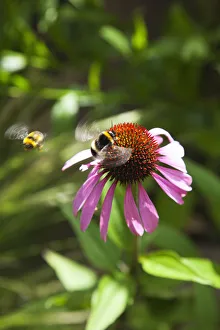 Purple Coneflower Print with Bees in Flight
