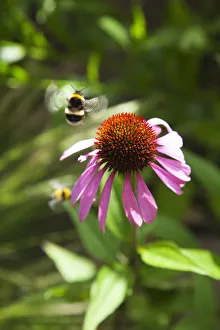 Echinacea Coneflower Print with Bees in West Sussex