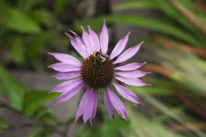 Echinacea Purpurea Print with Bumble Bee