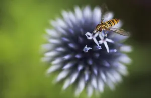 Echinops ritro Globe Thistle Blue Print
