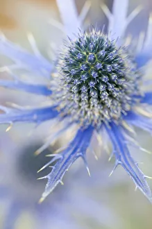 Eryngium zabelii Big Blue Blue Perennial Flowering season Summer Eryngium zabelii Big Blue Blue Perennial Flowering season Summer