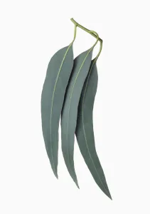Eucalyptus globulus Leaf Print