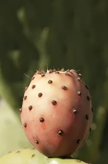 Evergreen Cactus Desert plant Flowering season Spring Evergreen Cactus Desert plant Flowering season Spring