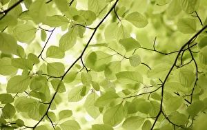 Fagus sylvatica Beech Green Print