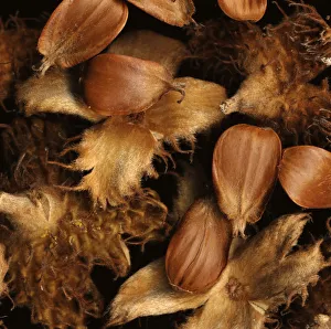 Fagus sylvatica Beech Brown Print