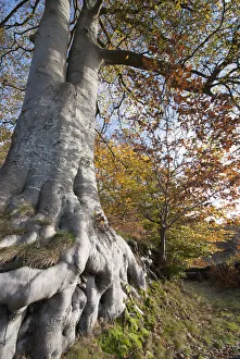 Fagus sylvatica Beech Brown Print