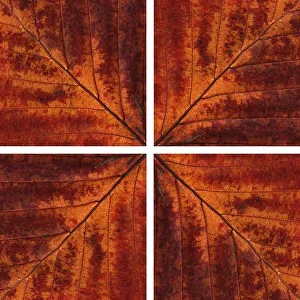 Fagus sylvatica Beech Orange Print
