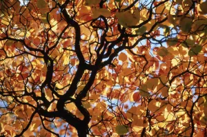 Beech Tree Leaves Prints: Fagus sylvatica Beech Orange subject