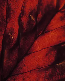 Fagus sylvatica Beech Red Print