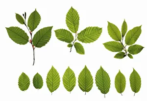 Images Dated 2008: Fagus sylvatica Beech White Print