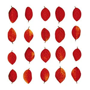 Autumn Leaves Print