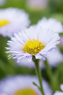 Fleabane, Pale Purple Beach Aster, Erigeron glaucus Western hills Fleabane, Pale Purple Beach Aster, Erigeron glaucus Western hills