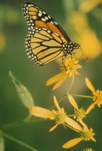 Monarch Butterfly Print on Yellow Flower