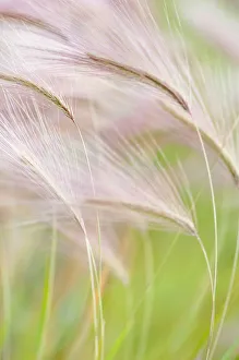 Foxtail barley, Squirrel tail grass, Hordeum jubatum Foxtail barley, Squirrel tail grass, Hordeum jubatum