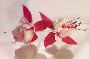 Colourful Blooms Prints: Fuchsia
