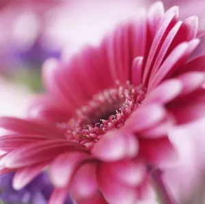 Pink Gerbera Flower Prints: Gerbera