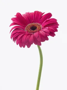 Cut Out Flower Images Prints: gerbera explorer, gerbera