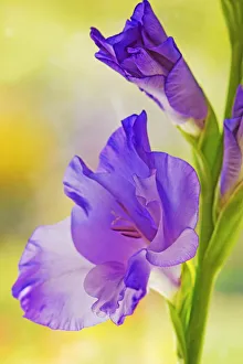 Gladiolus Print 0939