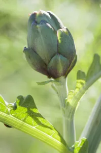 Globe artichoke Cynara scolymus Green Perennial Globe artichoke Cynara scolymus Green Perennial