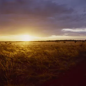 Colourful Nature Scenery Prints: grassland, grass