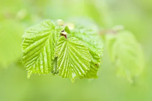 Hazel Cob-nut Corylus avellana Green Shrub Tree Hazel Cob-nut Corylus avellana Green Shrub Tree