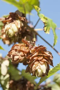 Hop Humulus lupulus Cream Perennial Summer Flowering Hop Humulus lupulus Cream Perennial Summer Flowering