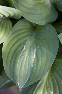 Framed Print : Hosta Striptease Print - Hosta Green Leaf Close-Up Framed Print : Hosta Striptease Print - Hosta Green Leaf Close-Up