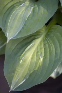 Hosta Striptease Print - Hosta Leaf Close-up