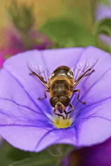 Hoverfly On Flower Prints: Hoverfly on Convolvulus Sabatius