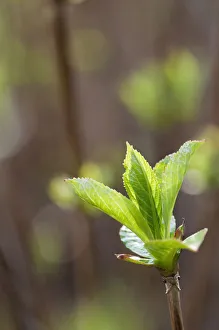 Bigleaf Hydrangea Prints: hydrangea, hydrangea macrophylla libelle