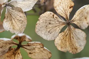 Lacecap Hydrangea Images Prints: hydrangea, hydrangea macrophylla mariesii perfecta