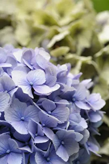 Mauve Hydrangea Macrophylla Print