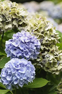 Mauve Coloured Hydrangea Print