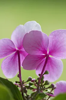 Hydrangea Macrophylla Print - Pink Blooms on Green Background