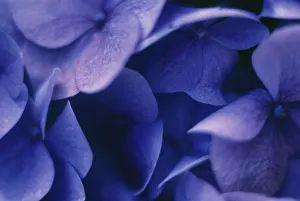 Blue Hydrangea Macrophylla Prints: Hydrangea macrophylla Hydrangea Blue subject