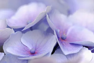 Hydrangea Macrophylla Prints: Hydrangea macrophylla Hydrangea Mauve subject