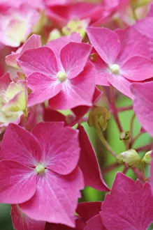 Images Dated 2015 August: Pink Hydrangea Westfalen Print