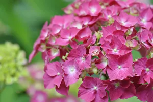 Images Dated 2015 August: Pink Hydrangea Westfalen Print