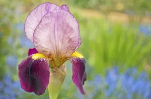 Spring Flowering Bulbs Prints: iris, bearded iris, iris