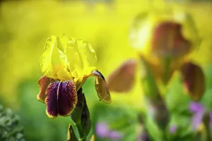 Yellow Bearded Iris Print