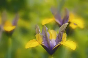 Small Flowering Plants Prints: Iris danfordiae Iris - Dwarf iris