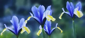 Dwarf Iris Prints: Iris danfordiae Iris - Dwarf iris Blue subject