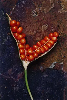 Colorful Wildflowers Prints: Iris foetidissima Iris - Stinking iris