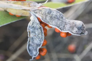Iris foetidissima Print - Stinking iris Orange