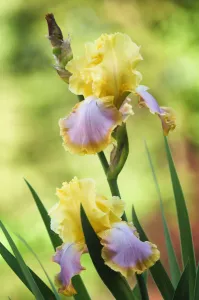 Spring Flowering Bulbs Prints: iris germanica enchanted one, iris, bearded iris, yellow subject