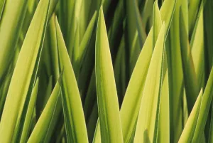 Iris pseudacorus Variegata Print