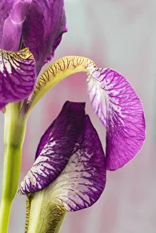 Siberian Iris Purple Print